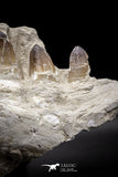 04639 - Top Quality 15.04 Inch Prognathodon currii (Mosasaur) Partial Left Hemi-Jaw Bone