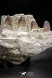 04639 - Top Quality 15.04 Inch Prognathodon currii (Mosasaur) Partial Left Hemi-Jaw Bone
