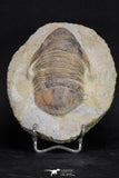20056 - Top Rare 3.70 Inch Parabarrandia aff. crassa Middle Ordovician Trilobite