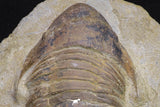 20056 - Top Rare 3.70 Inch Parabarrandia aff. crassa Middle Ordovician Trilobite