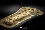 060001 - Finest Grade 13.20'' Dyrosaurus Phosphaticus Skull in Matrix Ouled Abdoun Basin