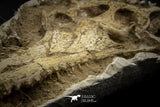 060001 - Finest Grade 13.20'' Dyrosaurus Phosphaticus Skull in Matrix Ouled Abdoun Basin