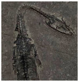 D1 - Nicely Preserved Juvenile Keichousaurus hui Early Triassic Reptile Huxia Formation