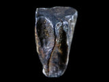 10049 - Real Triceratops horridus Dinosaur Fossil Tooth - Hell Creek Fm - Montana