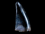 10059 - Albertosaurus Finest Juvenile Premaxillary Tooth Cretaceous Tyrannosaurid Dinosaur - Montana