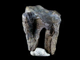 10050 - Real Triceratops horridus Dinosaur Fossil Tooth - Hell Creek Fm - Montana