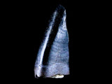 10059 - Albertosaurus Finest Juvenile Premaxillary Tooth Cretaceous Tyrannosaurid Dinosaur - Montana