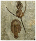 Museum Grade Ampyx + Asaphid + 2 Euloma + Parabathycheilus Ordovician Trilobites Associated in Row