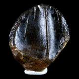 10053 - Rare Centrosaurus Fossil Tooth Ceratopsid Dinosaur Judith River Fm - Montana