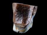 10048 - Real Triceratops horridus Dinosaur Fossil Tooth - Hell Creek Fm - Montana