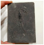 D1 - Nicely Preserved Juvenile Keichousaurus hui Early Triassic Reptile Huxia Formation