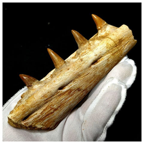 13050 - Great Platecarpus ptychodon (Mosasaur) Partial Jaw with Teeth