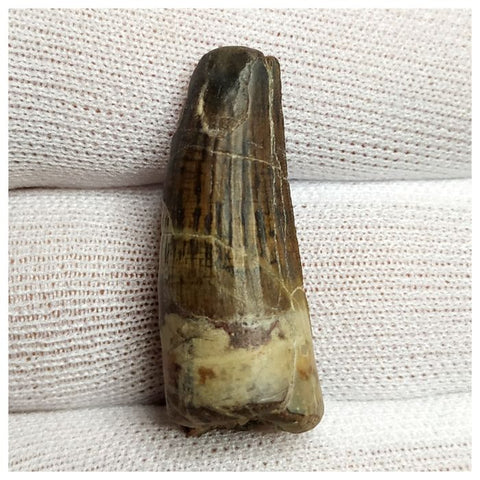 10123 - Exceedingly Rare Suchomimus tenerensis Dinosaur Tooth - Elrhaz Fm - Niger
