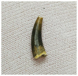 13007 - Exceedingly Rare Plesiosaur (Elasmosaur) Tooth - Stary Oskol, Russia - Cretaceous