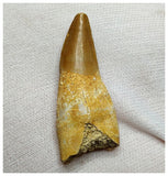 14020 - Finest Grade Complete Rooted Dyrosaurus phosphaticus Crocodile Tooth