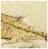 13016 - Finest Grade Diplomystus dentatus Fossil Fish Green River Fm WY Eocene Age