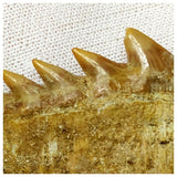 14001- Nicely Preserved Notidanodon loozi (Cow Shark) Tooth