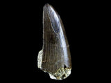 10056 - Amazing Albertosaurus Serrated Tyrannosaurid Dinosaur Tooth Cretaceous - Montana