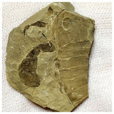 13040 - Silurian Sea Scorpion Eurypterus Balteurypterus with Preserved Appendages