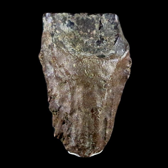 10051 - Real Triceratops horridus Dinosaur Fossil Tooth - Hell Creek Fm - Montana