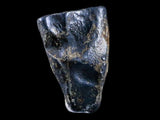 10049 - Real Triceratops horridus Dinosaur Fossil Tooth - Hell Creek Fm - Montana