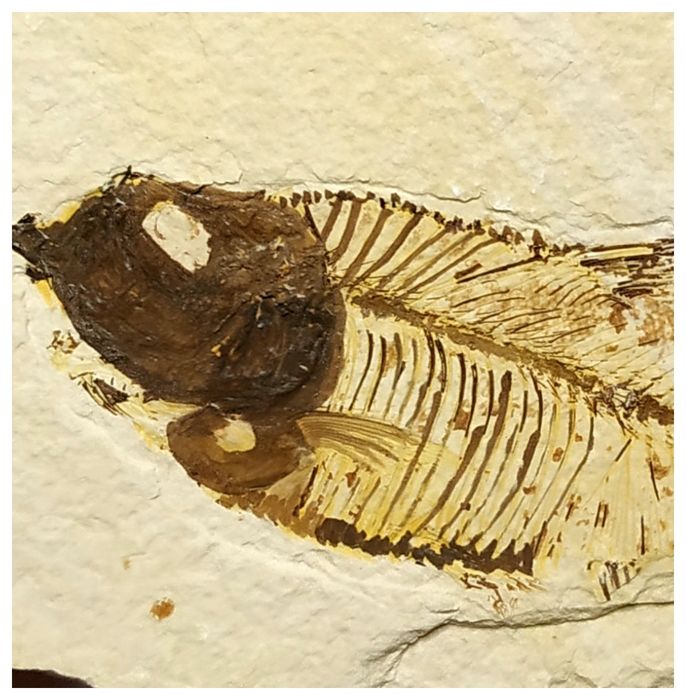 13016 - Finest Grade Diplomystus dentatus Fossil Fish Green River Fm WY Eocene Age