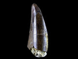 10056 - Amazing Albertosaurus Serrated Tyrannosaurid Dinosaur Tooth Cretaceous - Montana