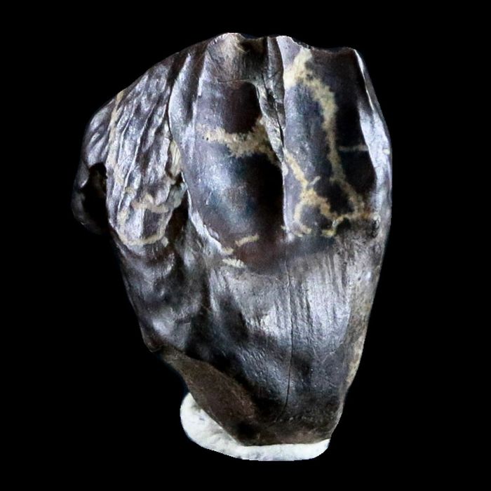 10047 - Real Triceratops horridus Dinosaur Fossil Tooth - Hell Creek Fm - Montana