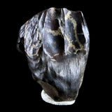 10047 - Real Triceratops horridus Dinosaur Fossil Tooth - Hell Creek Fm - Montana