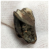 10139 - Top Rare Ouranosaurus Hadrosaurid Dinosaur Tooth Cretaceous Elrhaz Fm