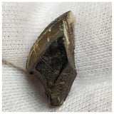 10139 - Top Rare Ouranosaurus Hadrosaurid Dinosaur Tooth Cretaceous Elrhaz Fm