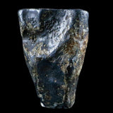 10049 - Real Triceratops horridus Dinosaur Fossil Tooth - Hell Creek Fm - Montana