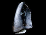 10041 - Real Tyrannosaurus Rex Dinosaur Fossil Tooth Tip - Hell Creek Fm - Montana