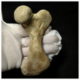 13057 - Top Rare Huge 12,6cm Euclastes sp Paleocene Sea Turtle Femur Bone