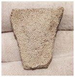 13009 - Exceedingly Rare Saltasaurus Titanosaur Egg Shell - Late Cretaceous