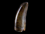 10040 - Museum Grade Gorgosaurus Serrated Tyrannosaurid Tooth Cretaceous Dinosaur