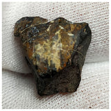 10139 - Top Rare Ouranosaurus Hadrosaurid Dinosaur Tooth Cretaceous Elrhaz Fm