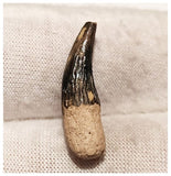 13006 - Exceedingly Rare Plesiosaur (Elasmosaur) Tooth - Stary Oskol, Russia - Cretaceous