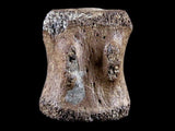 10060 - Avaceratops Dinosaur Tail Vertebrae Bone - Judith River Fm - Montana