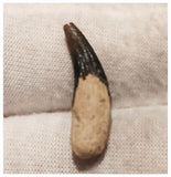13006 - Exceedingly Rare Plesiosaur (Elasmosaur) Tooth - Stary Oskol, Russia - Cretaceous