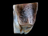 10048 - Real Triceratops horridus Dinosaur Fossil Tooth - Hell Creek Fm - Montana