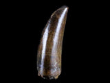 10040 - Museum Grade Gorgosaurus Serrated Tyrannosaurid Tooth Cretaceous Dinosaur