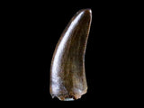 10040 - Museum Grade Gorgosaurus Serrated Tyrannosaurid Tooth Cretaceous Dinosaur