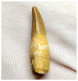 14020 - Finest Grade Complete Rooted Dyrosaurus phosphaticus Crocodile Tooth