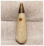 13000 - Exceedingly Rare Ichthyosaur (Platypterygius) Tooth - Cretaceous Russia