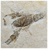14021 - Amazing Rare Fossil Crustacean Lobster Palaeastacus sp Upper Jurassic Germany