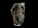10051 - Real Triceratops horridus Dinosaur Fossil Tooth - Hell Creek Fm - Montana