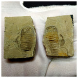 13041 - Silurian Sea Scorpion Eurypterus Balteurypterus fossil specimen Pos/Neg- UKRAINE