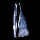 10059 - Albertosaurus Finest Juvenile Premaxillary Tooth Cretaceous Tyrannosaurid Dinosaur - Montana