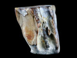 10048 - Real Triceratops horridus Dinosaur Fossil Tooth - Hell Creek Fm - Montana